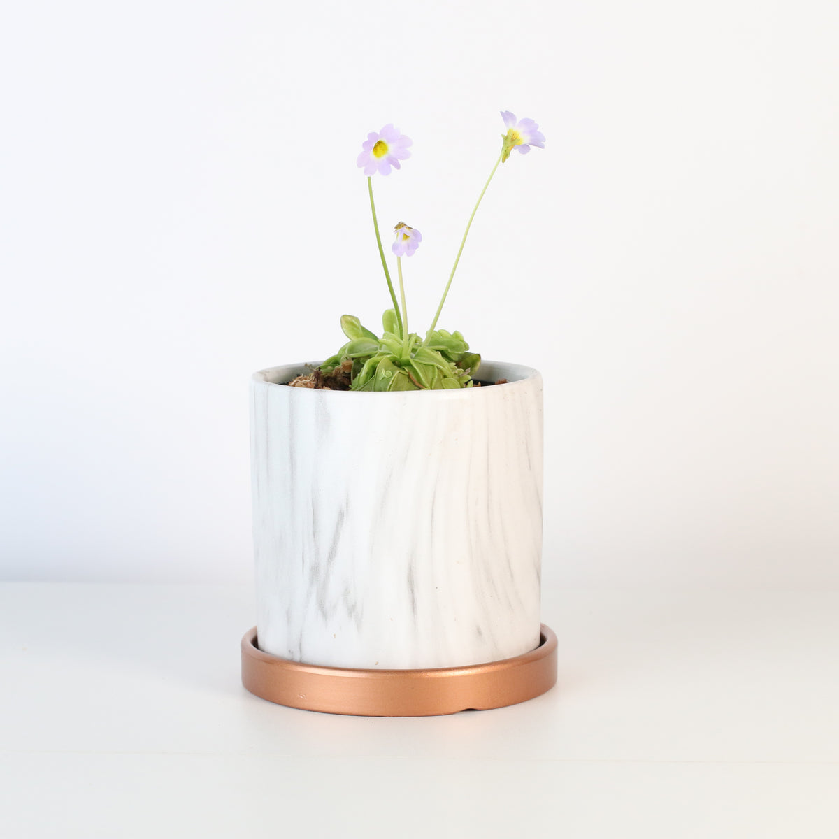Pinguicula Butterwort in Daphne Ceramic 4.5&quot; Planter. 