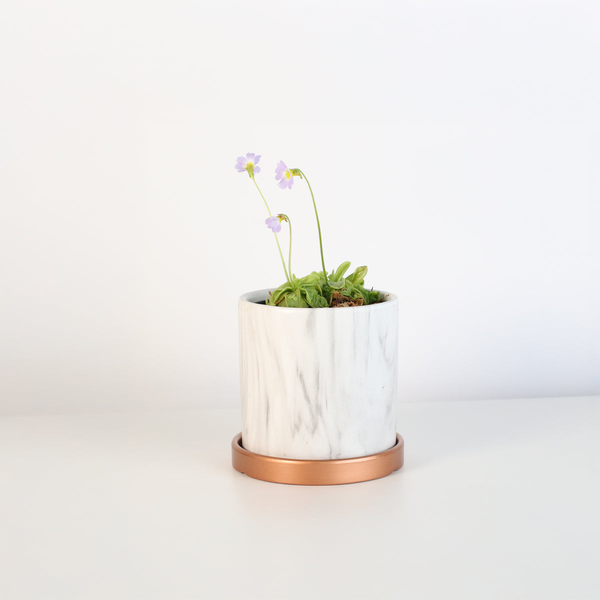 Pinguicula Butterwort in Daphne Ceramic 4.5&quot; Planter. 