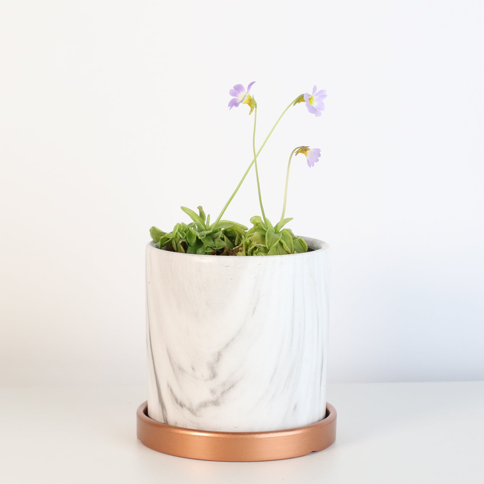 Pinguicula Butterwort in Daphne Ceramic 4.5" Planter. 