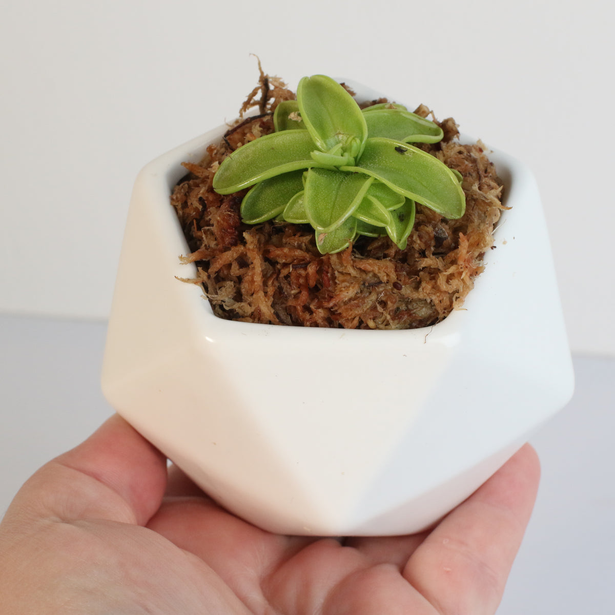 Pinguicula Butterwort