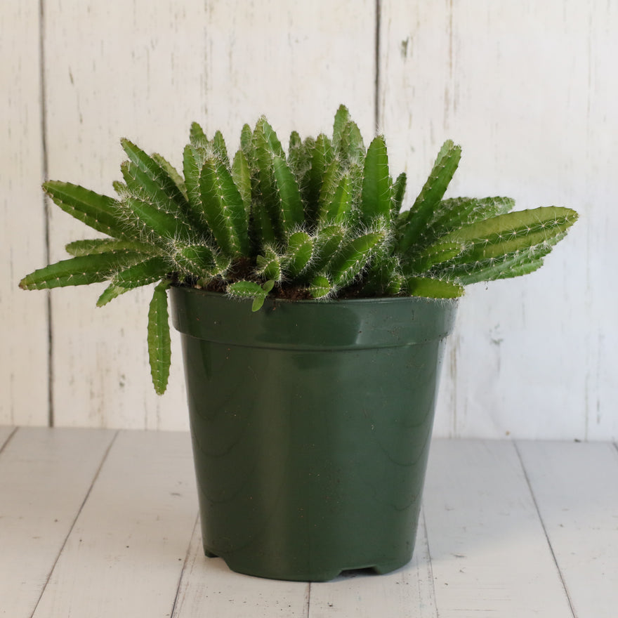 Dragon Fruit Cactus