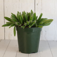 Dragon Fruit Cactus
