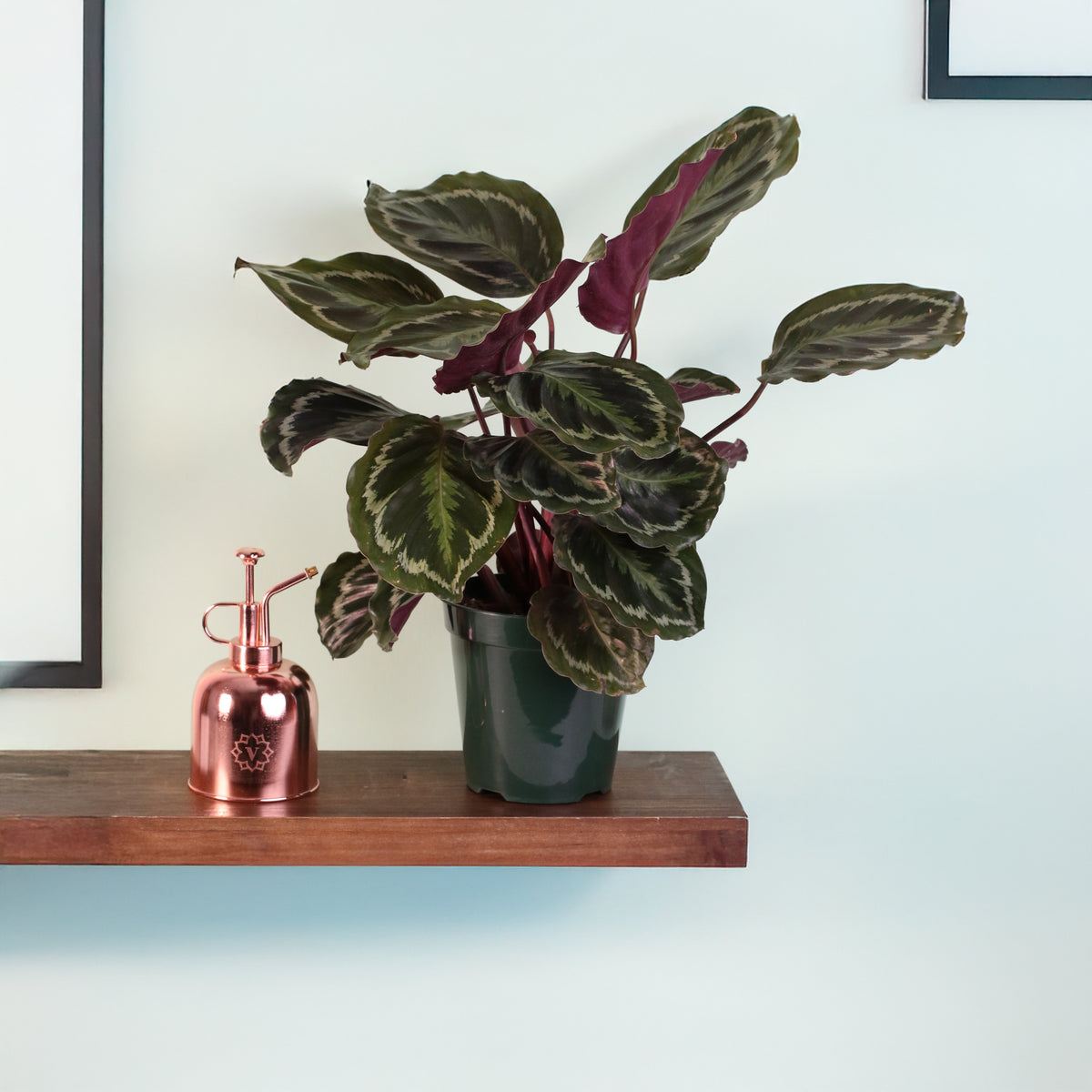 Calathea Roseopicta Rose Painted Medallion Prayer Plant on floating shelf