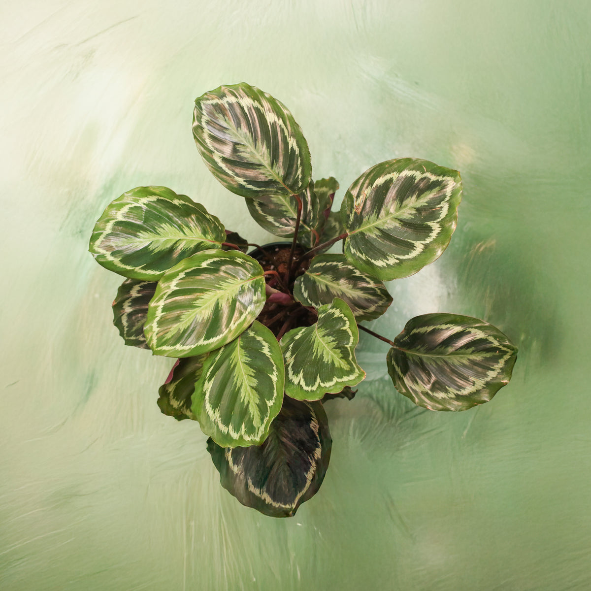Top View of Calathea Roseopicta Rose Painted Medallion Prayer Plant