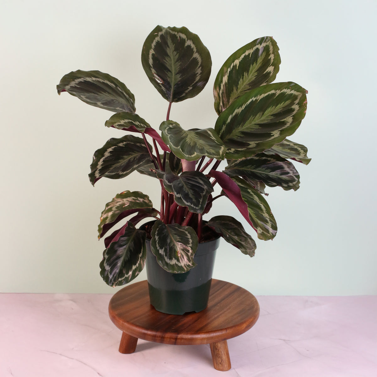 Calathea Roseopicta Rose Painted Medallion Prayer Plant on plant stand. 