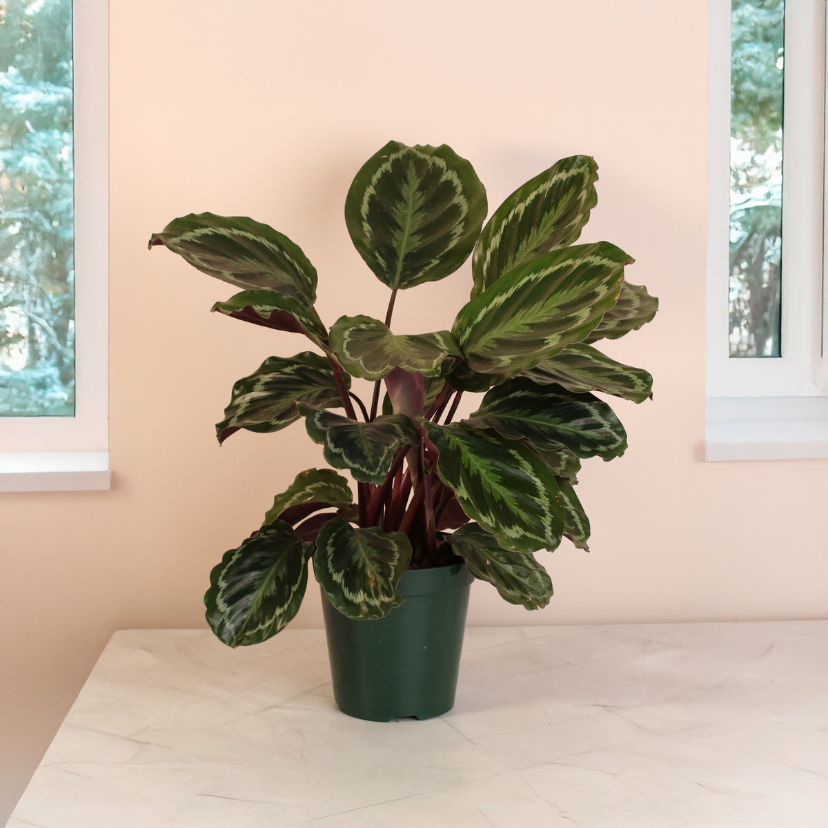 Calathea Roseopicta Rose Painted Medallion Prayer Plant on countertop