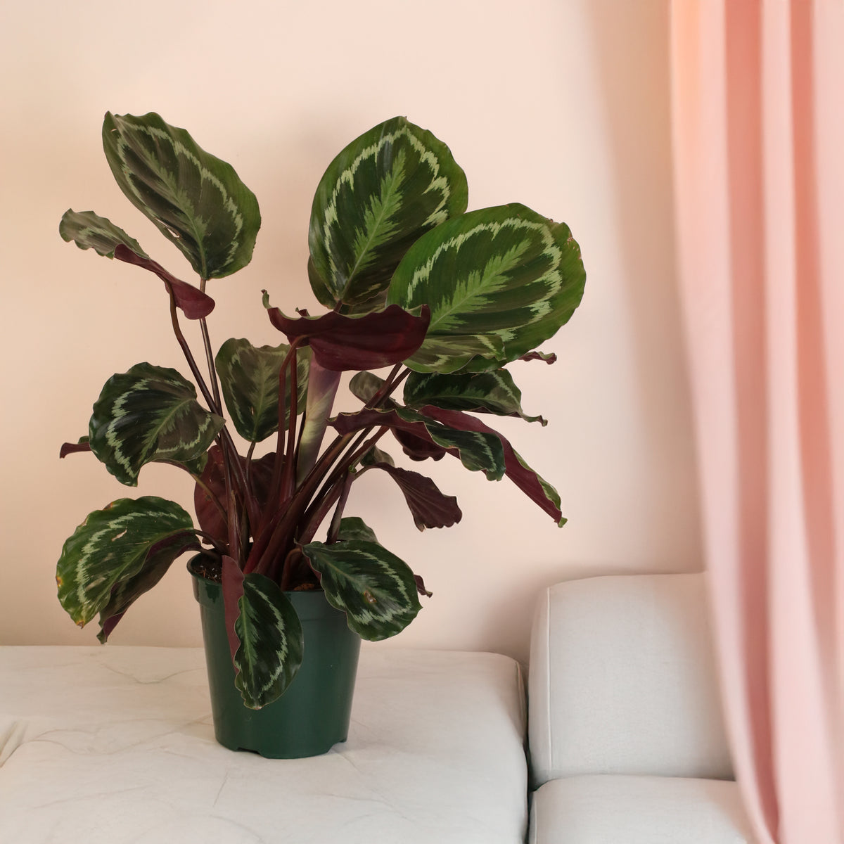 Calathea Roseopicta Rose Painted Medallion Prayer Plant in living room.