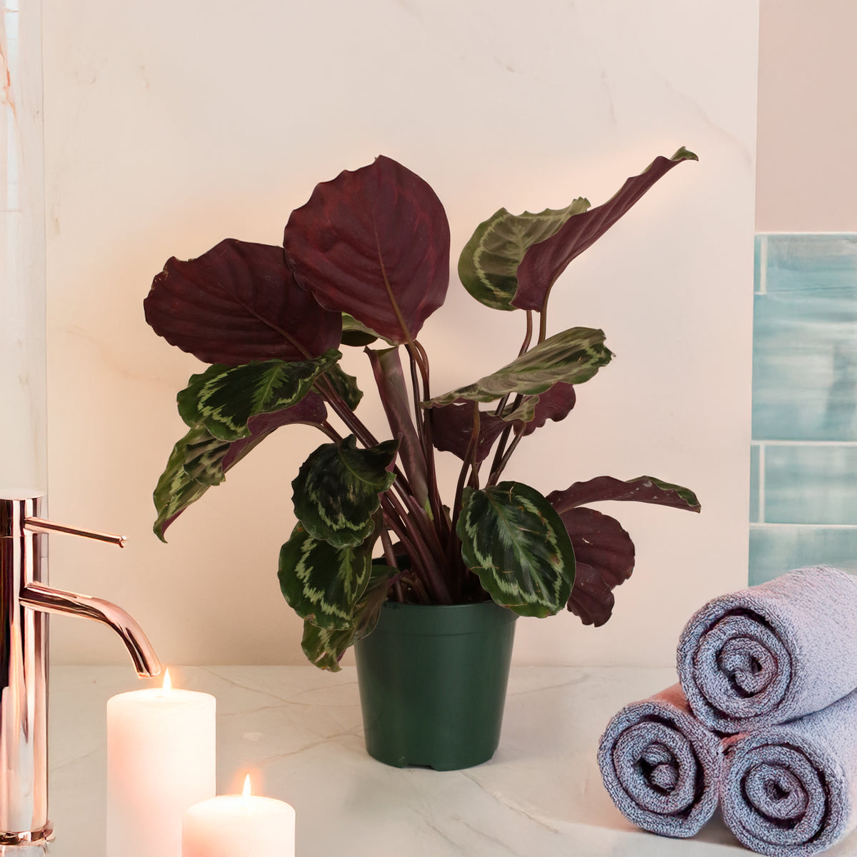 Calathea Roseopicta Rose Painted Medallion Prayer Plant in bathroom.