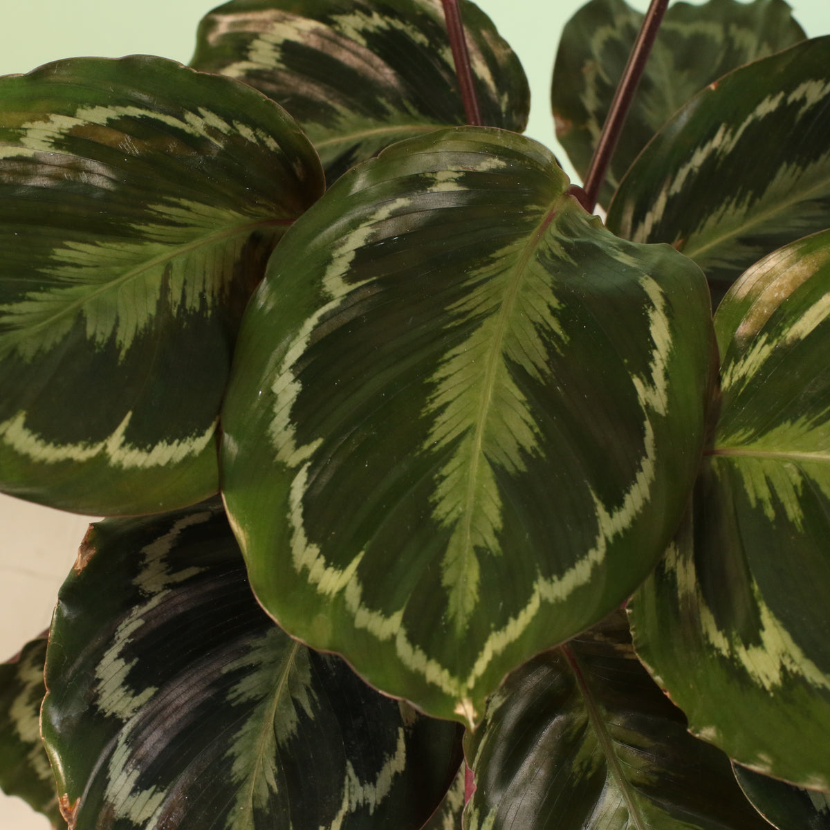 Leaves up close of Calathea Roseopicta Rose Painted Medallion Prayer Plant 