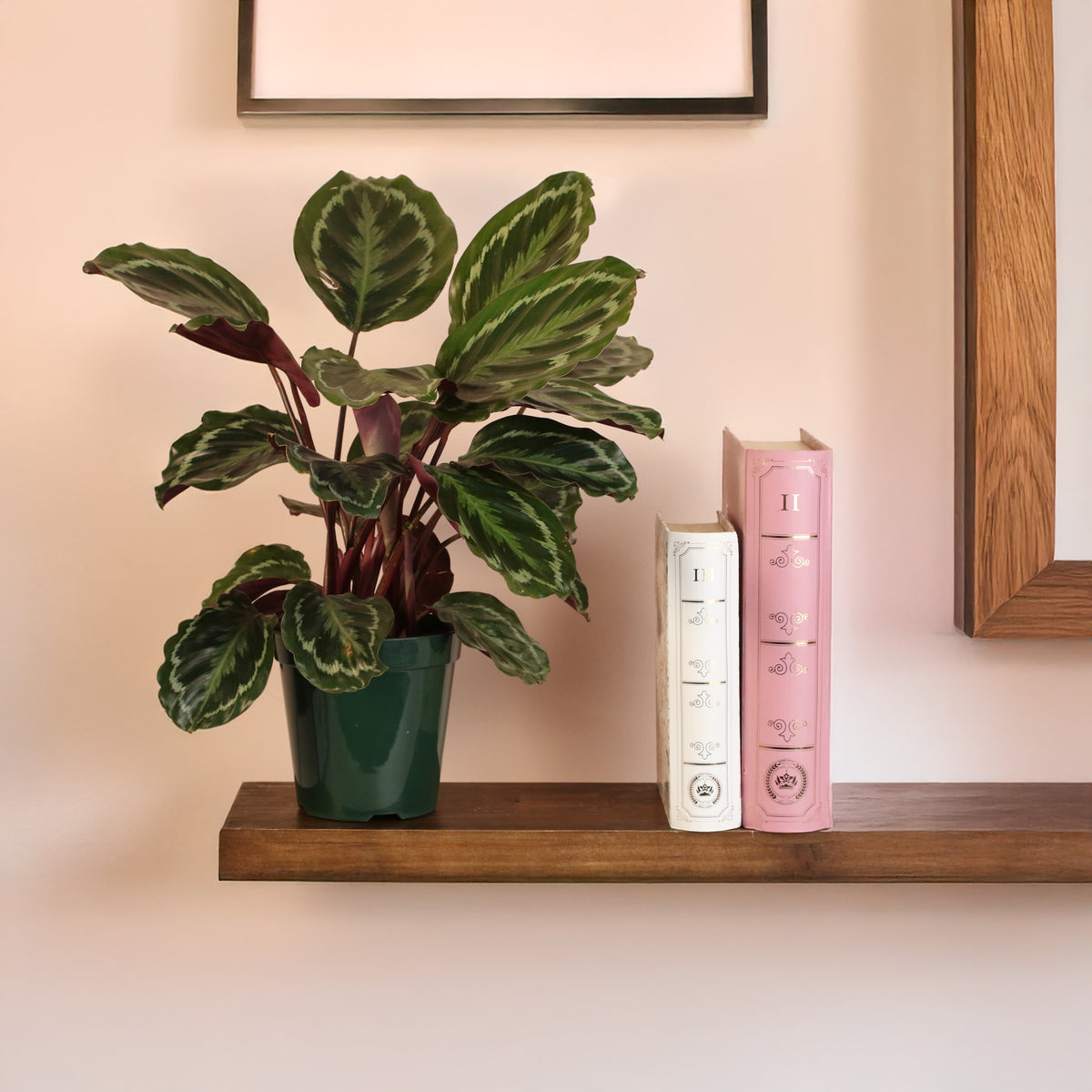 Calathea Roseopicta Rose Painted Medallion Prayer Plant on shelf