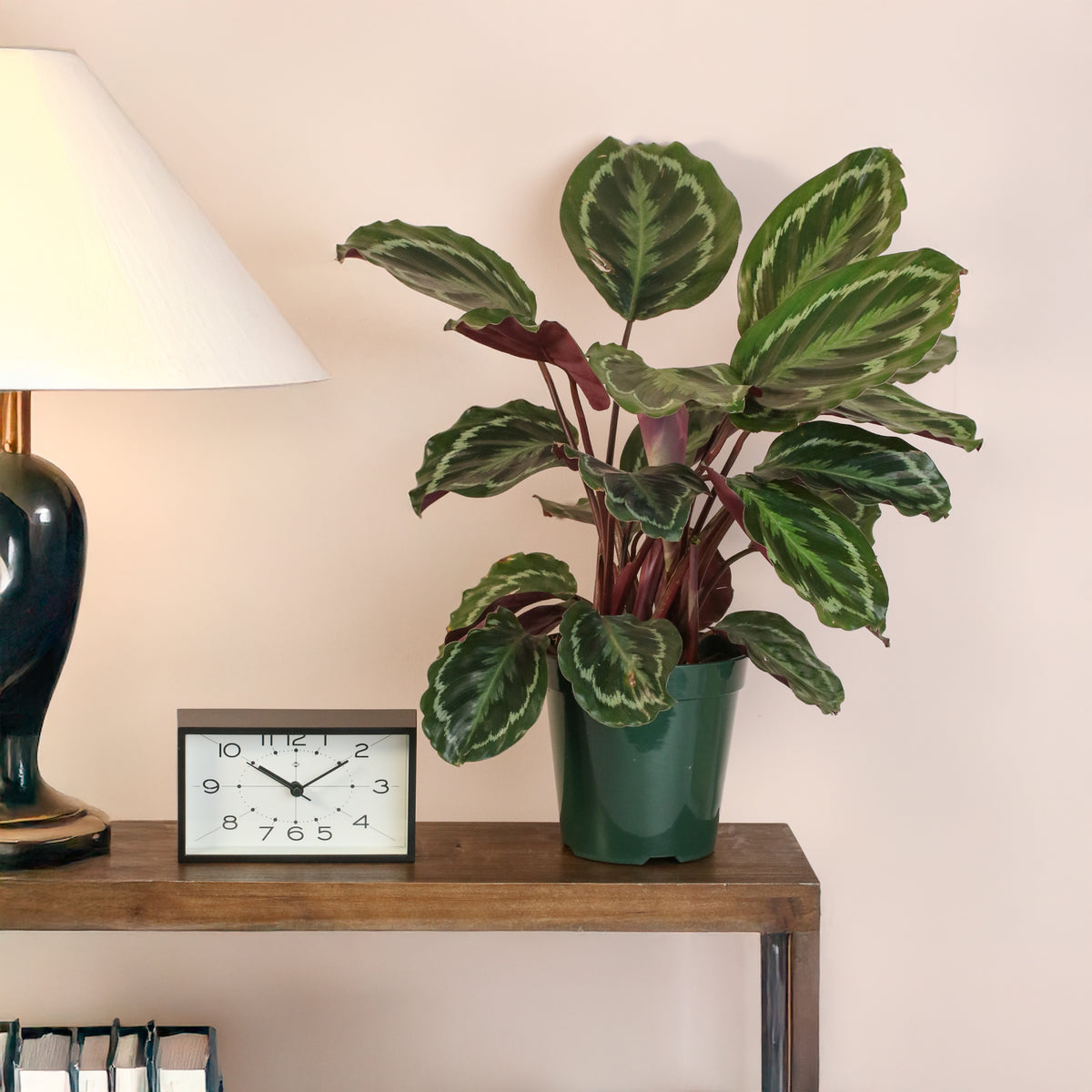 Calathea Roseopicta Rose Painted Medallion Prayer Plant on side table