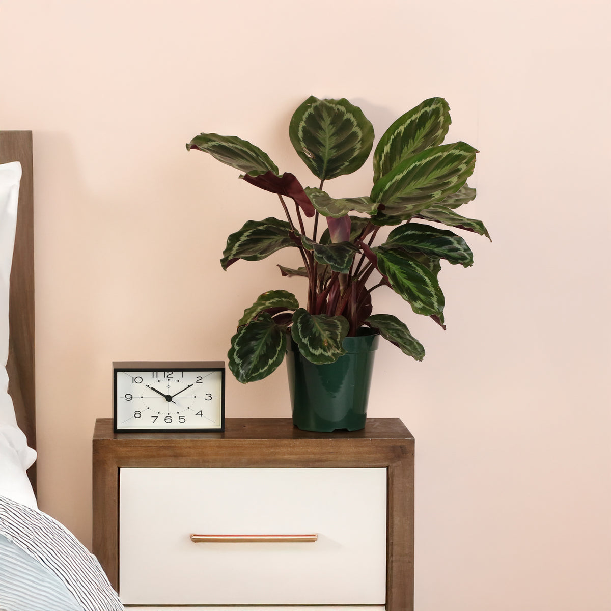 Calathea Roseopicta Rose Painted Medallion Prayer Plant on night table