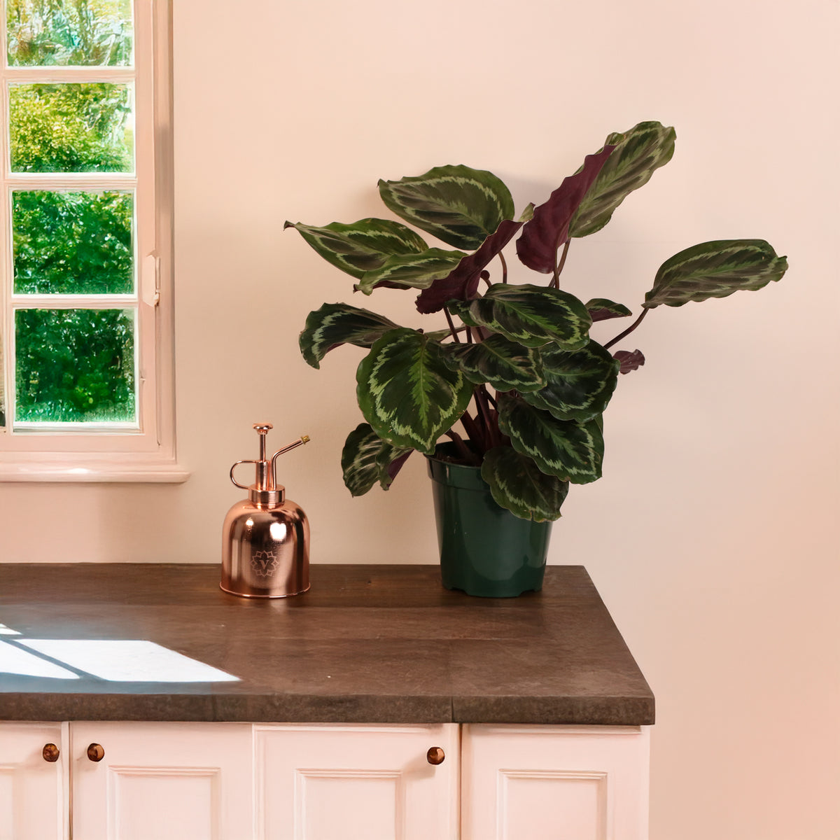 Calathea Roseopicta Rose Painted Medallion Prayer Plant on counter top in kitchen. 