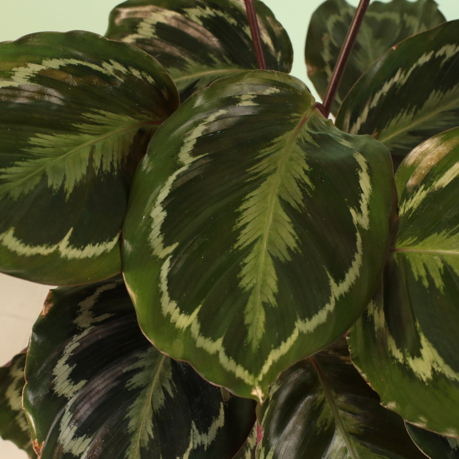 Calathea Roseopicta Rose Painted Medallion Prayer Plant on side table