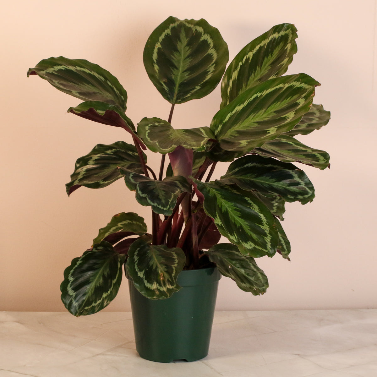 6" Nursery Calathea Roseopicta Rose Painted Medallion Prayer Plant