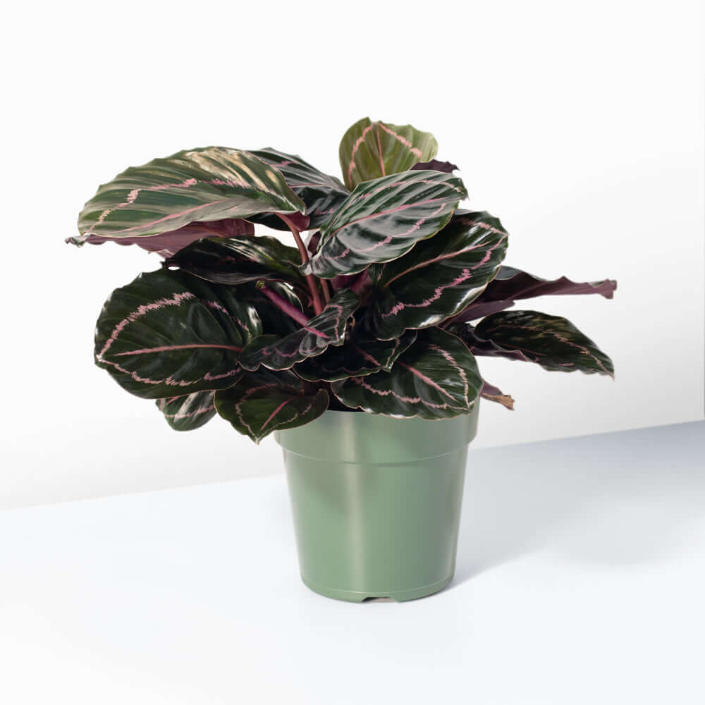 Calathea plant