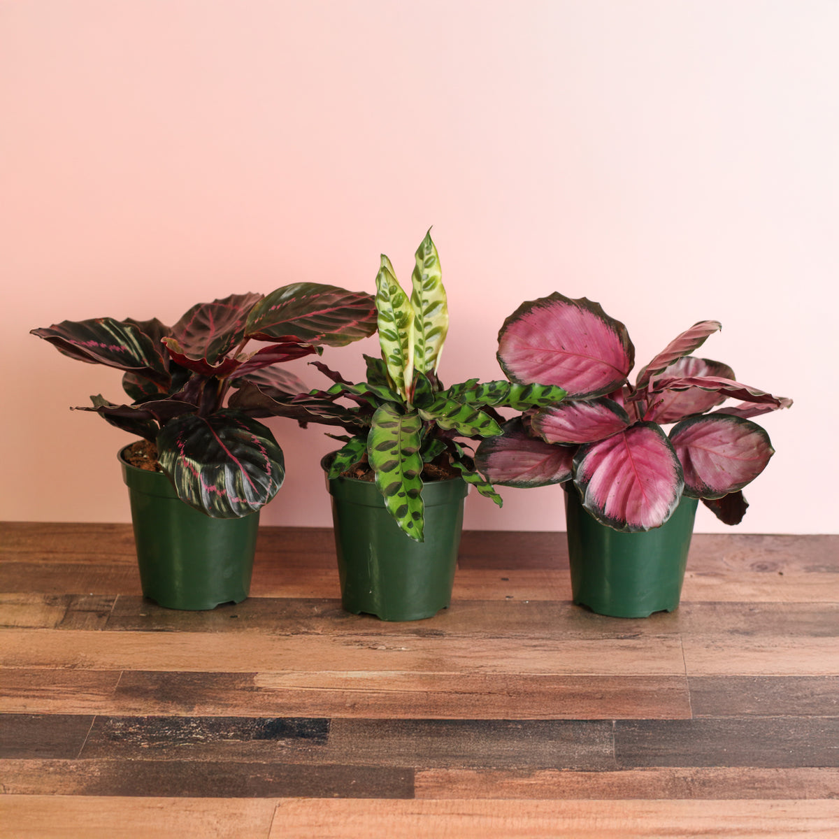 Calathea Dreams Come True Bundle featuring the Dottie, Rattle Snake and Rosy Pink Prayer Plants in 6" Nursery Plastic Planters. 