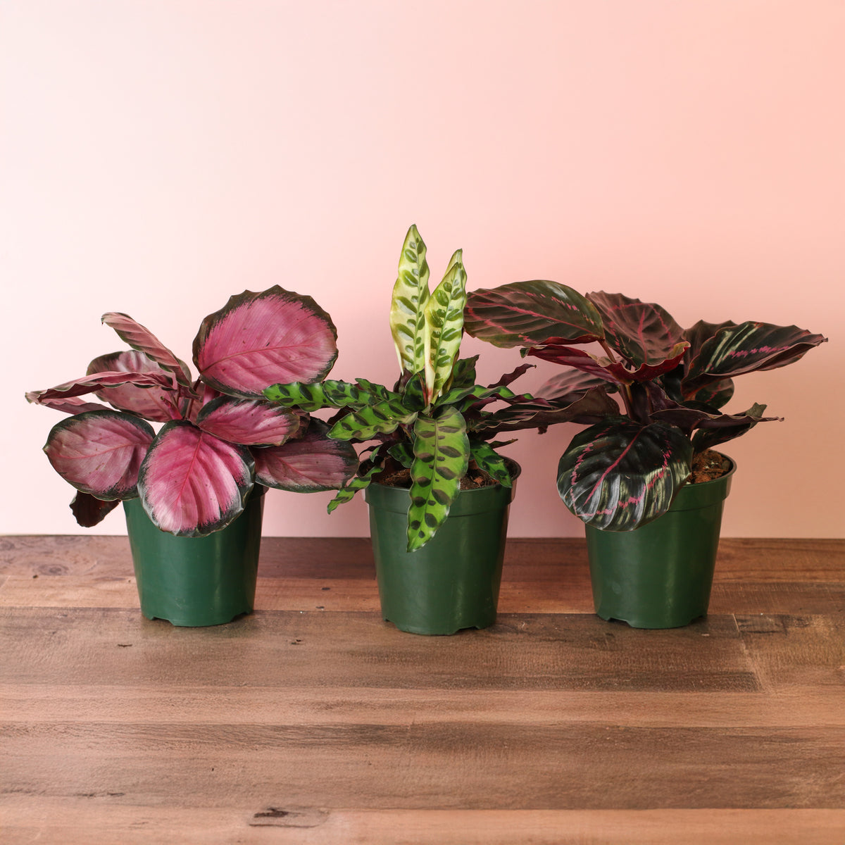 Calathea Rosy Pink Prayer Plant, Calathea Rattle Snake, Calathea Dottie are all in 6" Nursery Planters and are part of our Calathea Dreams Come True Bundle at Verdant Lyfe. 