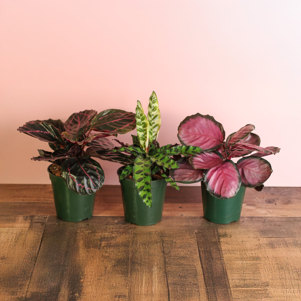 Calathea Dottie, Calathea Rattle Snake, Calathea Rosy Pink Prayer Plants are part of our Calathea Dreams Come True Bundle at Verdant Lyfe. 