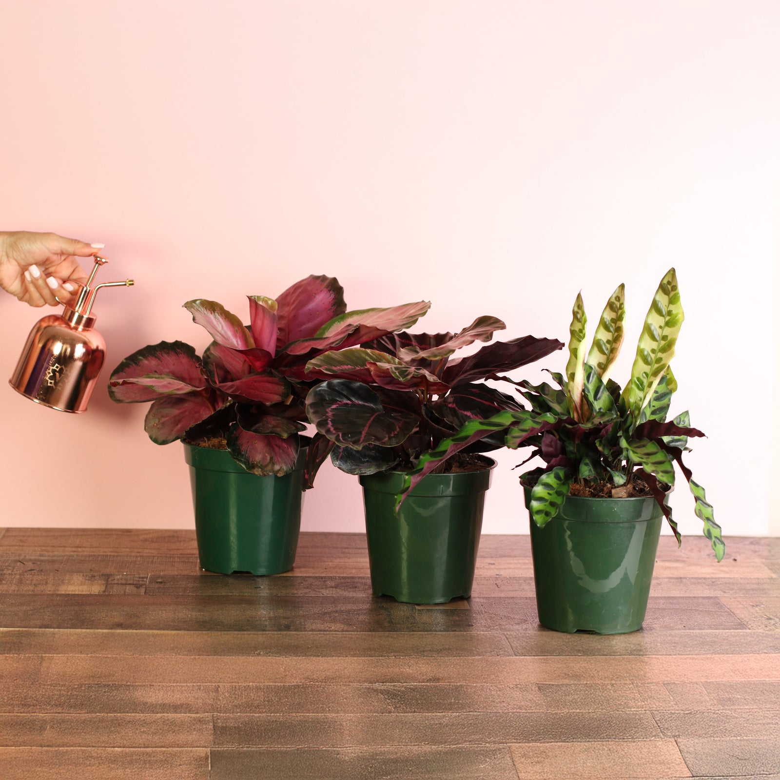 files/CalatheaDreamsComeTrueBundle.jpg
