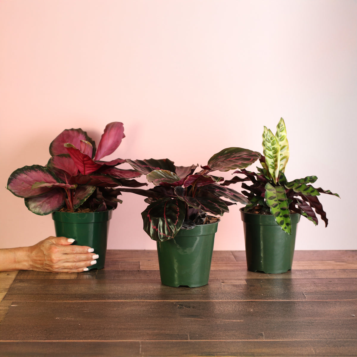 Calathea Dreams Come True Bundle at Verdant Lyfe. 
