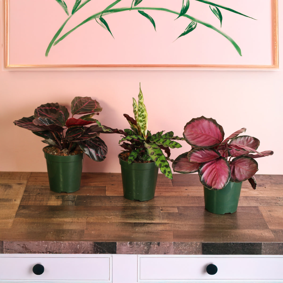 Calathea Dottie, Calathea Rattle Snake and the Calathea Rosy Pink Prayer Plant as part of the Calathea Dreams Come True Bundle at Verdant Lyfe.  