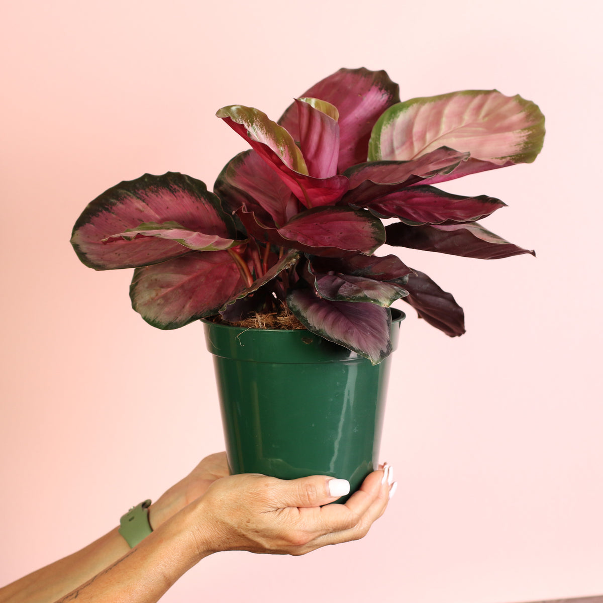 Calathea Rosy Pink Prayer Plant in a 6" Nursery Pot