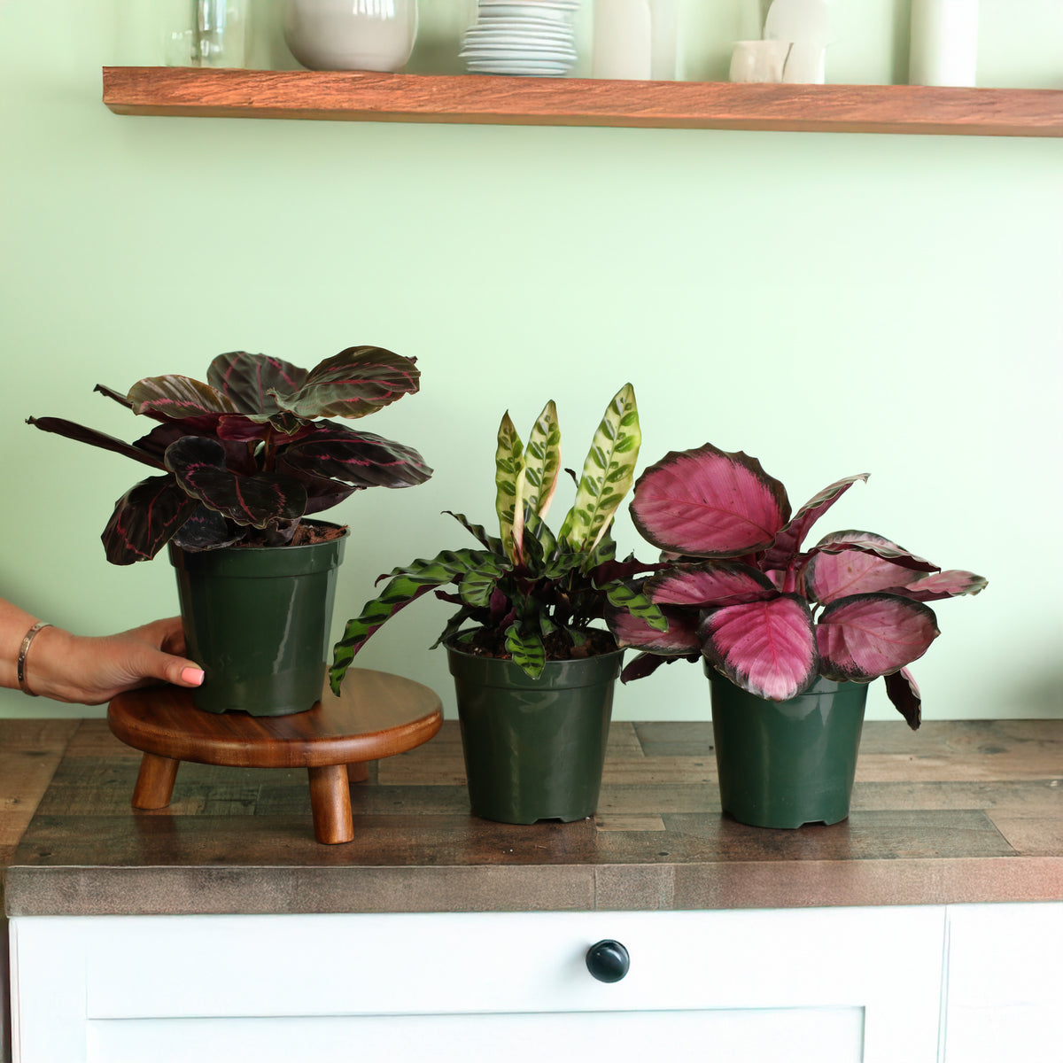 Calathea Dottie, Calathea Rattle Snake and the Calathea Rosy Pink Prayer Plant is part of our Calathea Dreams Come True Bundle.  