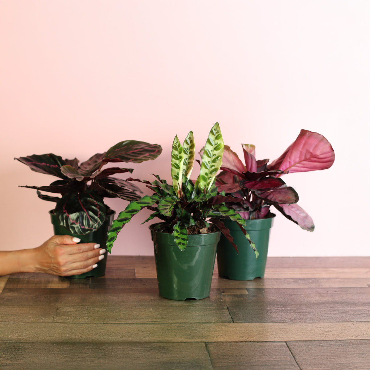 Calathea Dreams Come True Bundle comes with 3 prayer plants: Dottie, Rattle Snake and Rosy Pink in 6" Planters. 