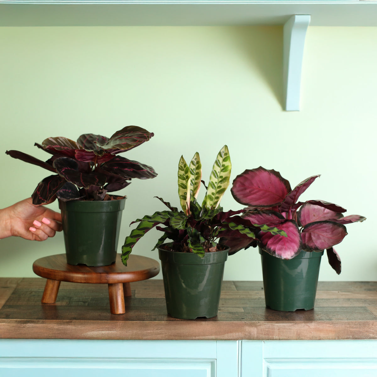 Calathea Dreams Come True Plant Bundle features 3 unique prayer plants in 6" Planters.  Dottie, Rattle Snake and the Rosy Pink Calathea Prayer Plants from Verdant Lyfe. 