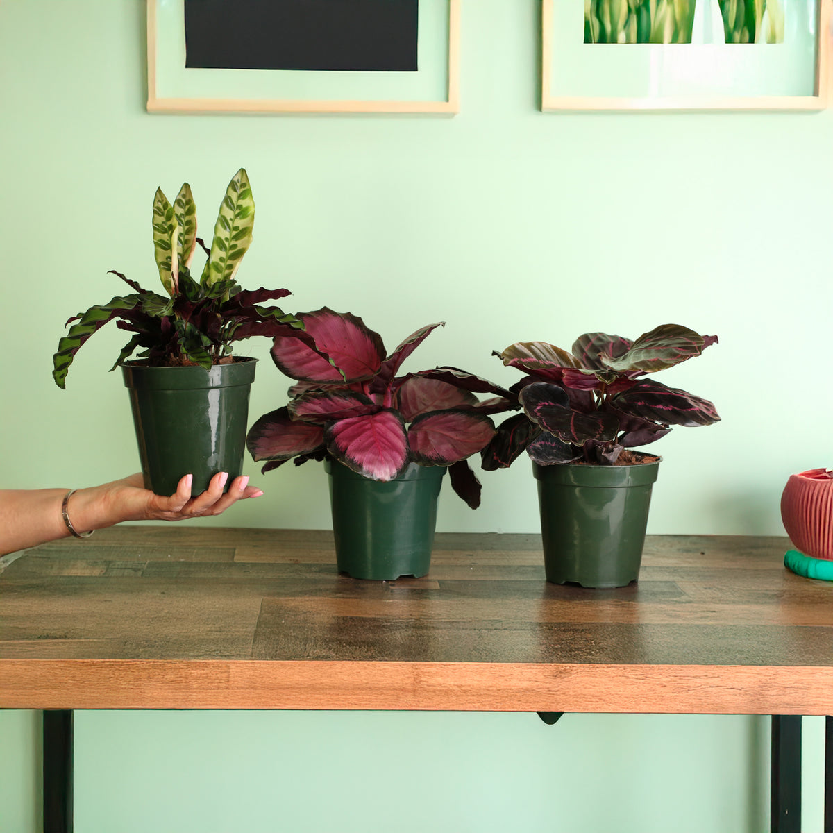 Calathea Rattle Snake and the Calathea Rosy Pink and the Calathea Dottie Prayer Plant is part of the Calathea Dreams Come True Bundle at Verdant Lyfe.  