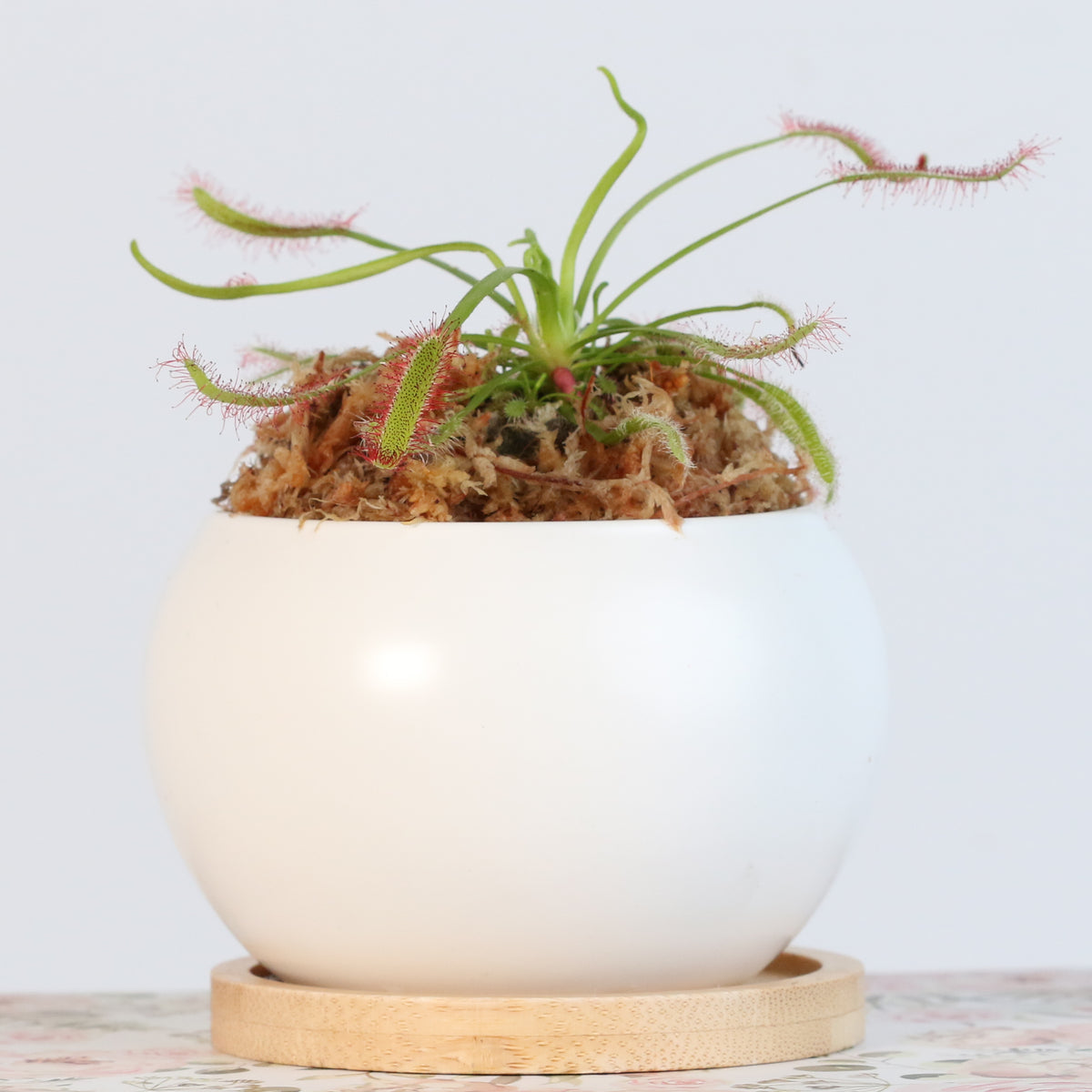 Cape Sundew Drosera Capensis Carnivorous Plant