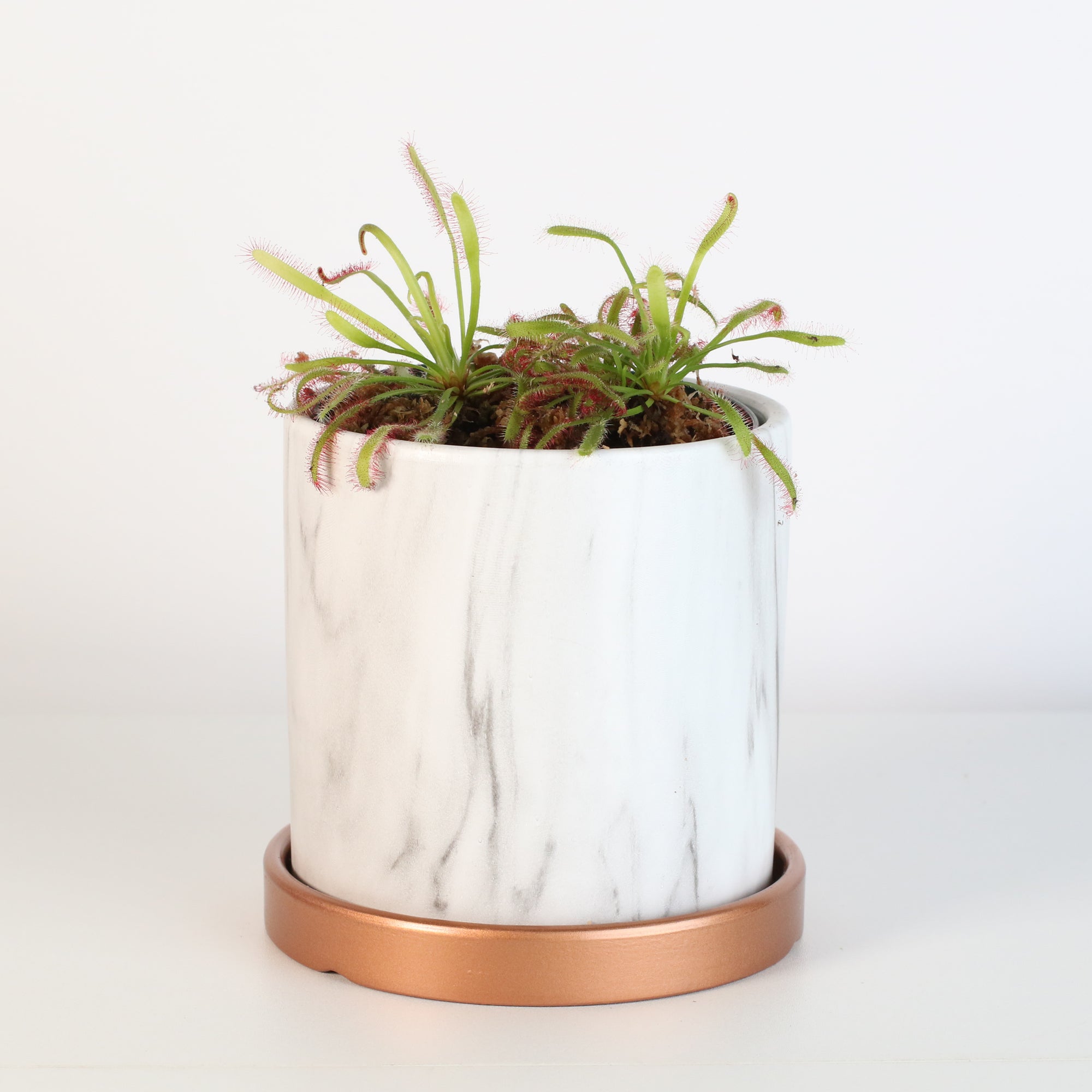sundew plant indoor Cape Sundew Drosera Daphne Ceramic 4.5"
