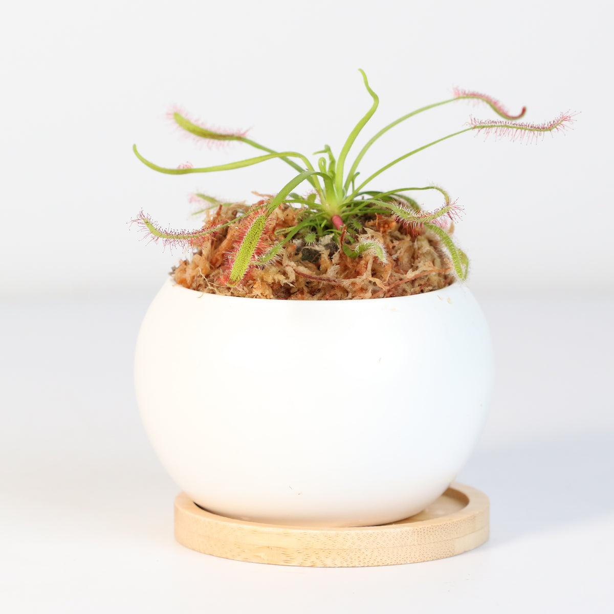 Cape Sundew Drosera Capensis Carnivorous Plant