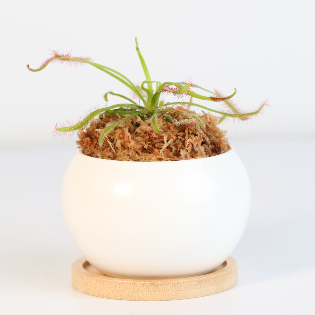 Cape Sundew Drosera Capensis Carnivorous Plant