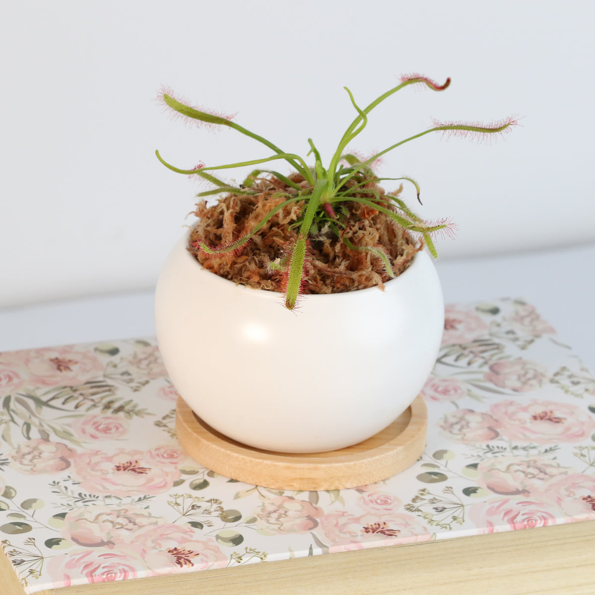 Cape Sundew Drosera Capensis Carnivorous Plant