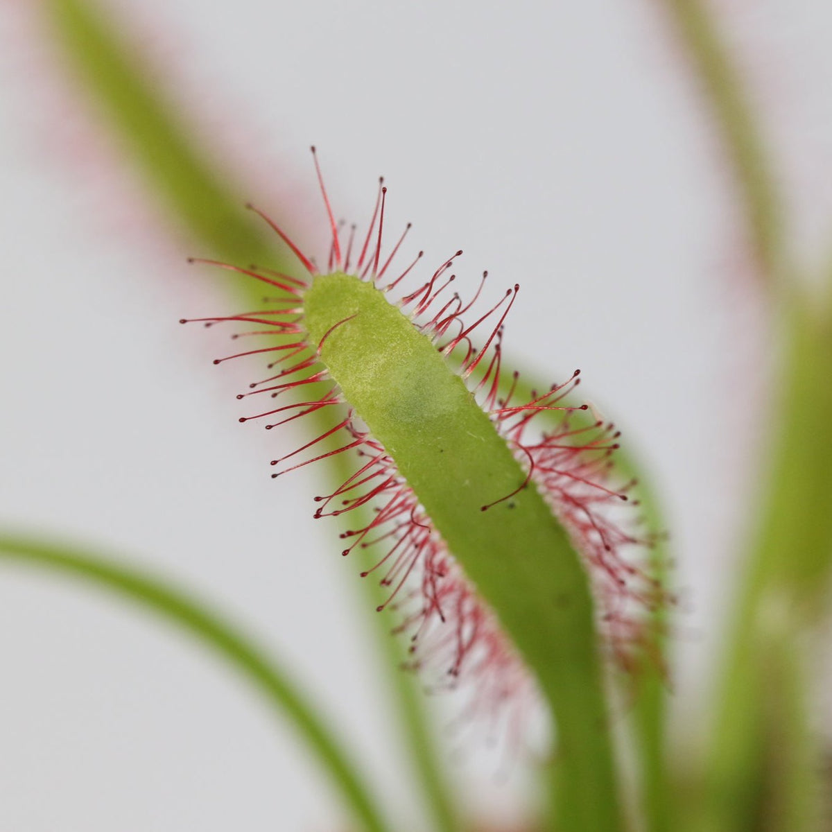 Cape Sundew Drosera Capensis Carnivorous Plant