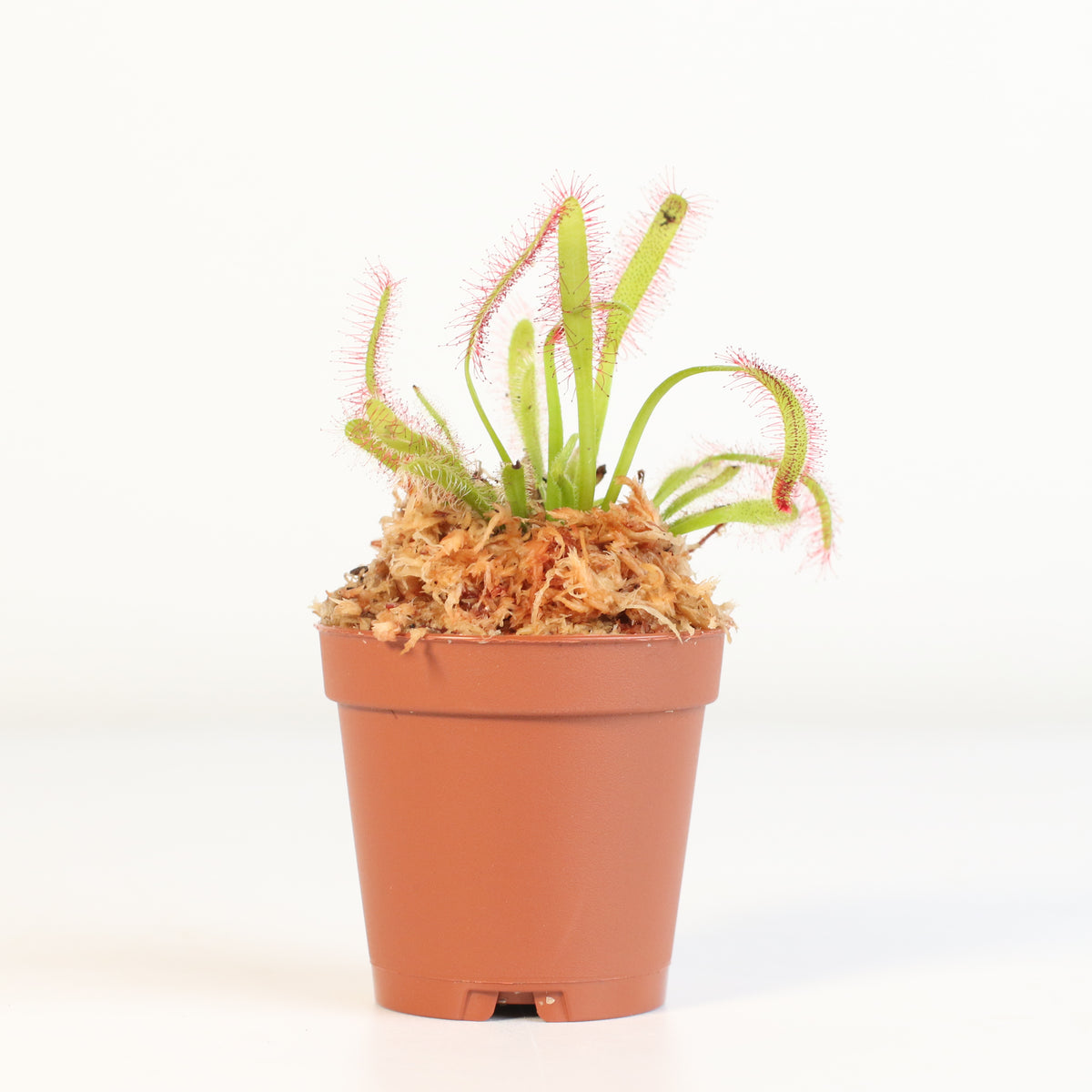 Cape Sundew Drosera Capensis Carnivorous Plant