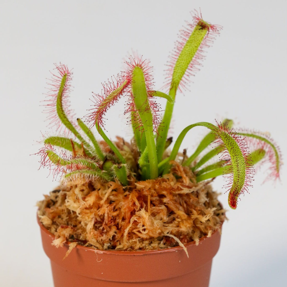 Cape Sundew Drosera Capensis Carnivorous Plant