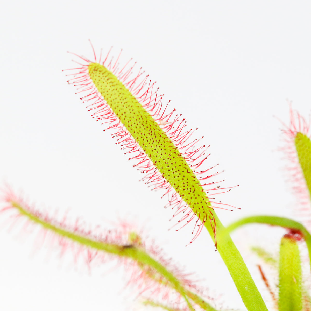 Cape Sundew Drosera Capensis Carnivorous Plant