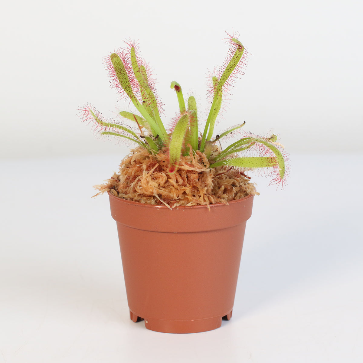 Cape Sundew Drosera Capensis Carnivorous Plant