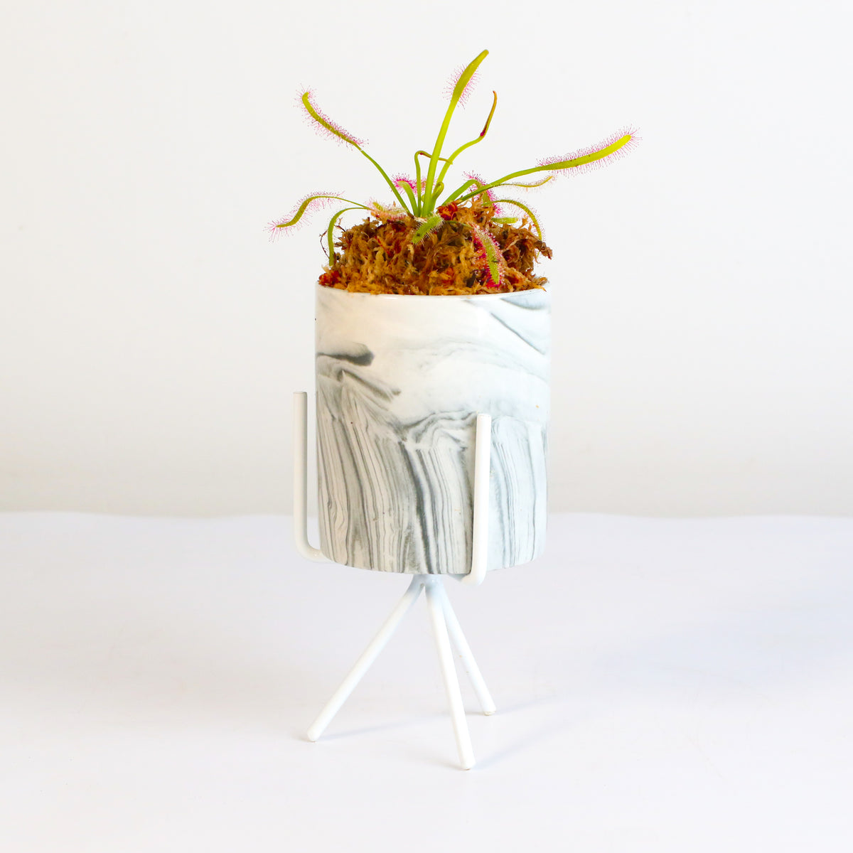Cape Sundew Drosera Capensis Carnivorous Plant