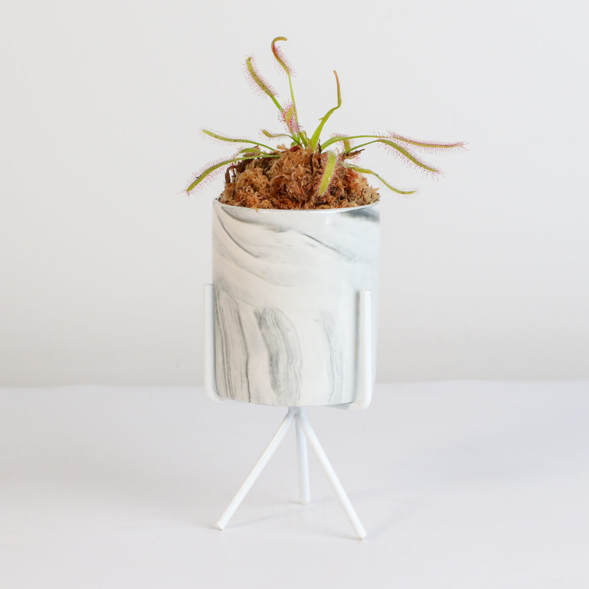 Cape Sundew Drosera Capensis Carnivorous Plant