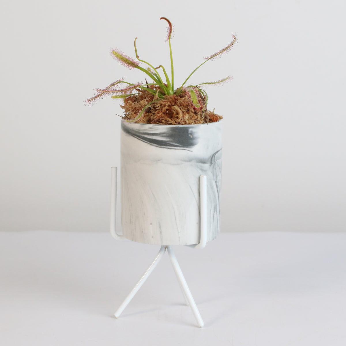 Cape Sundew Drosera Capensis Carnivorous Plant