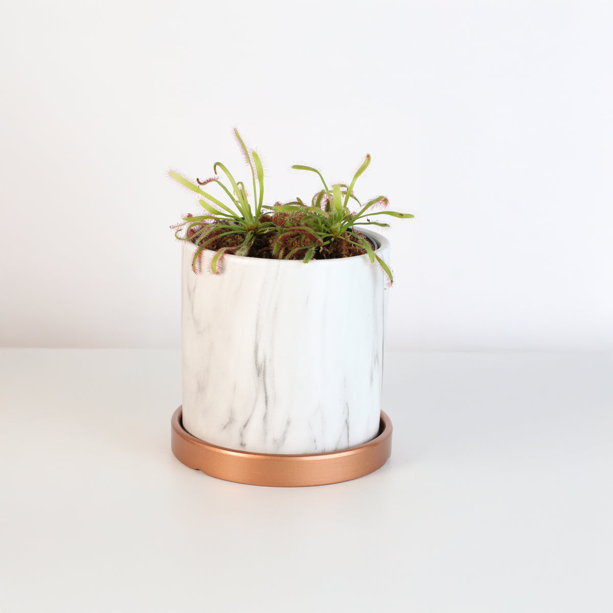 Cape Drosera Sundew in Daphne 4.5&quot; Planer
