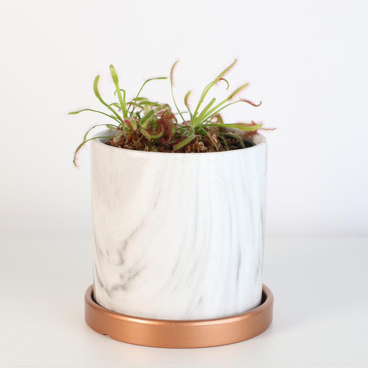 Cape Drosera Sundew in Daphne 4.5&quot; Planer