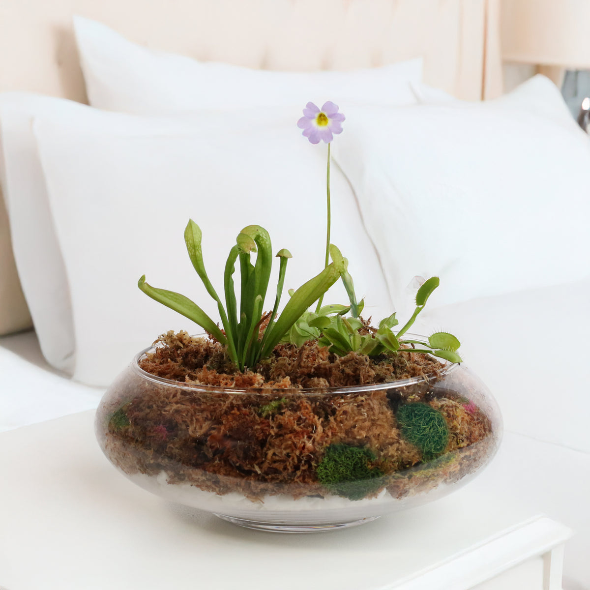 Carnivorous Plants Inside Terrarium