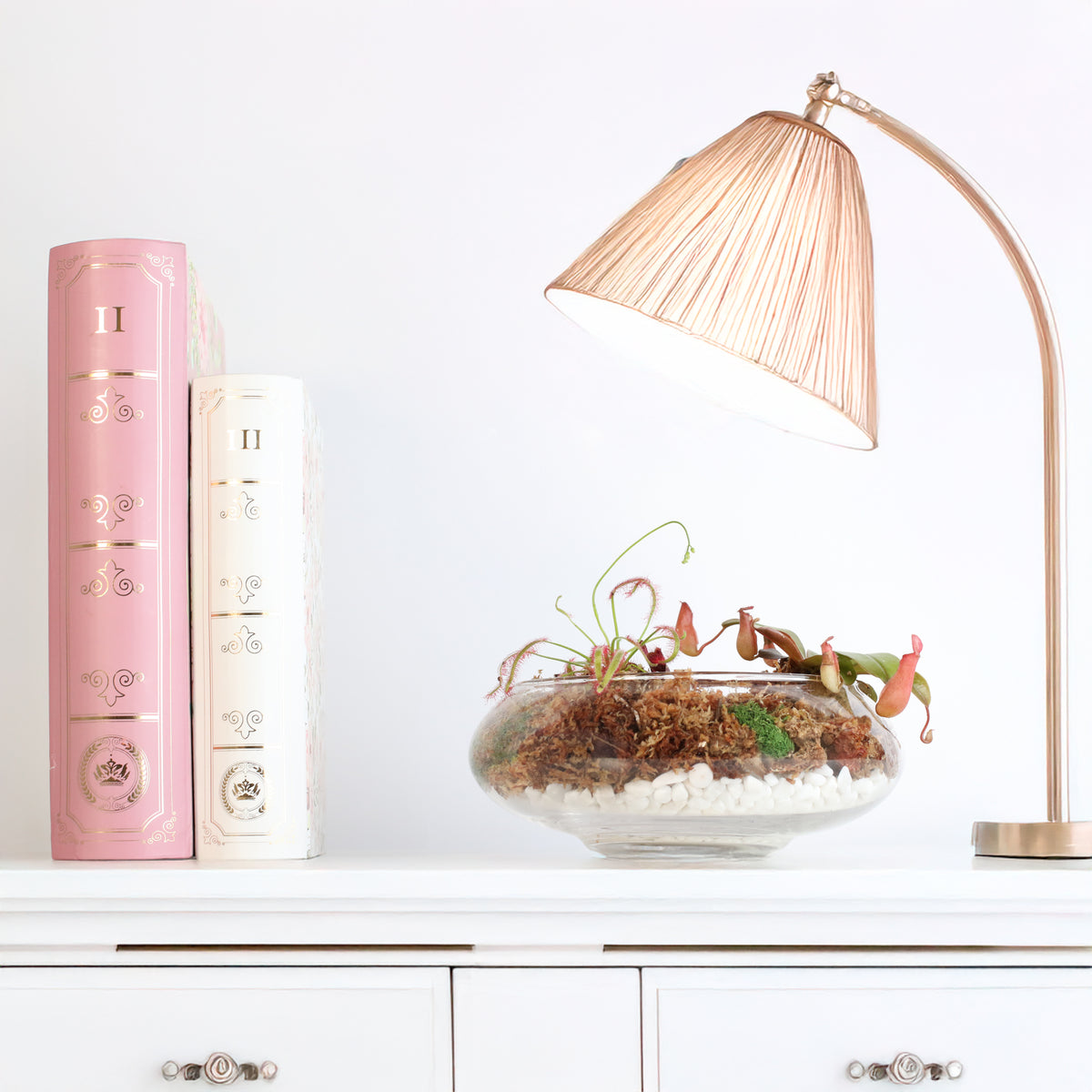 Carnivorous Plants Inside Terrarium