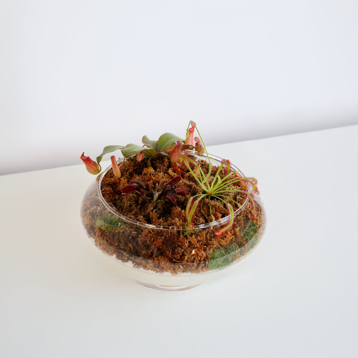 Carnivorous Plants Inside Terrarium