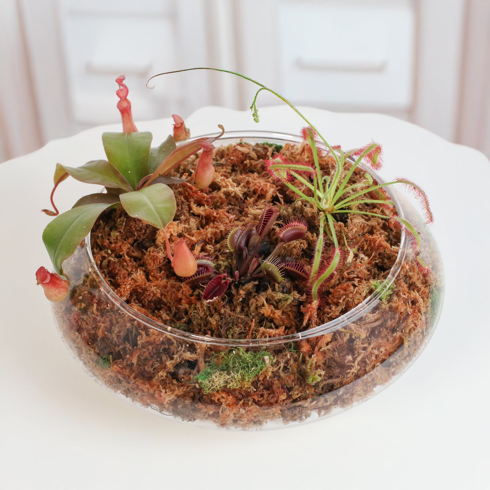 Carnivorous Plants Inside Terrarium